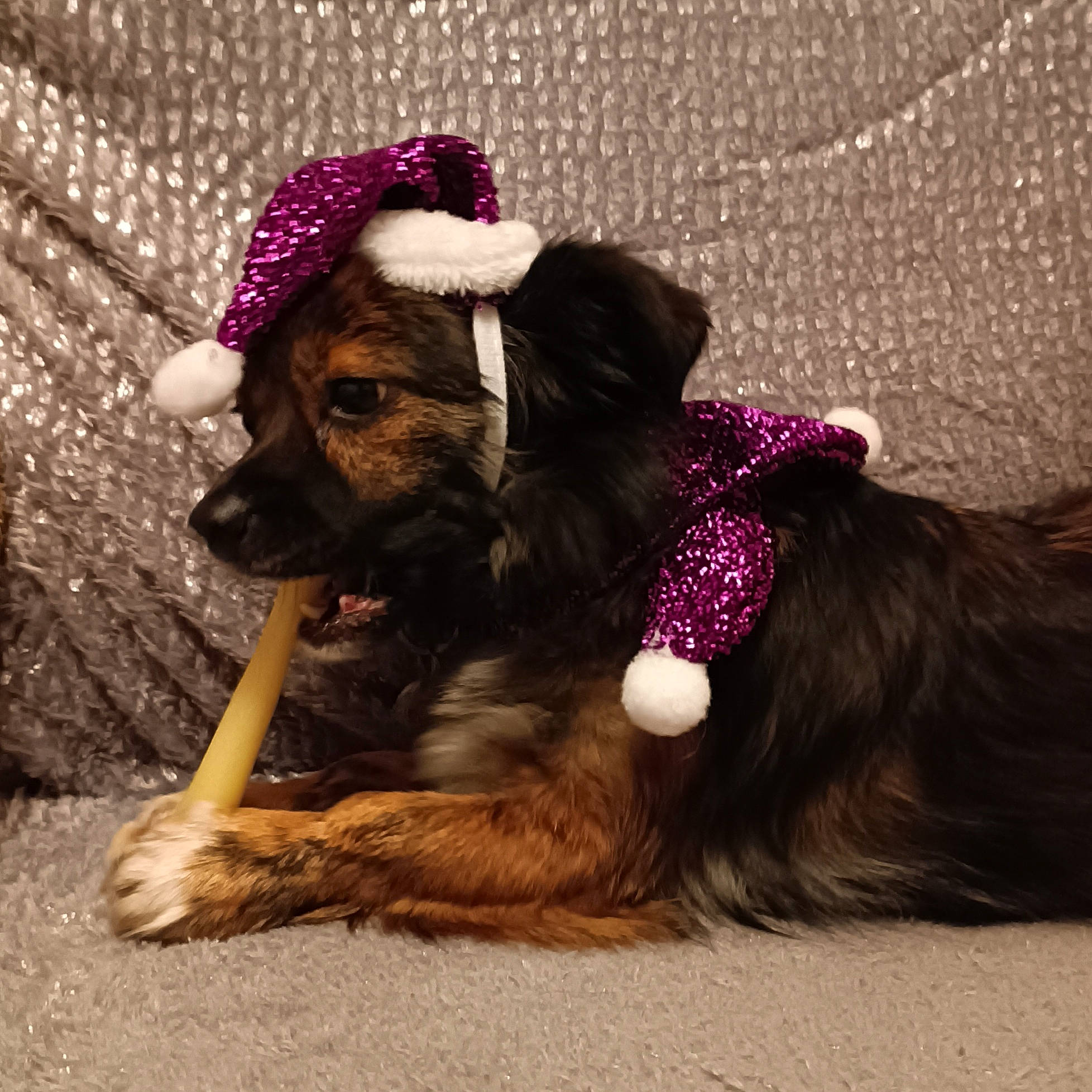 Shaymin participe au concours pour gagner de l'argent avec cette photo : carnivore, companion_dog, dog, dog_breed, dog_collar, dog_supply, fashion_accessory, fawn, fur, hat, leash, magenta, mesh, paw, pet_supply, purple, snout, sporting_group, tail, working_animal