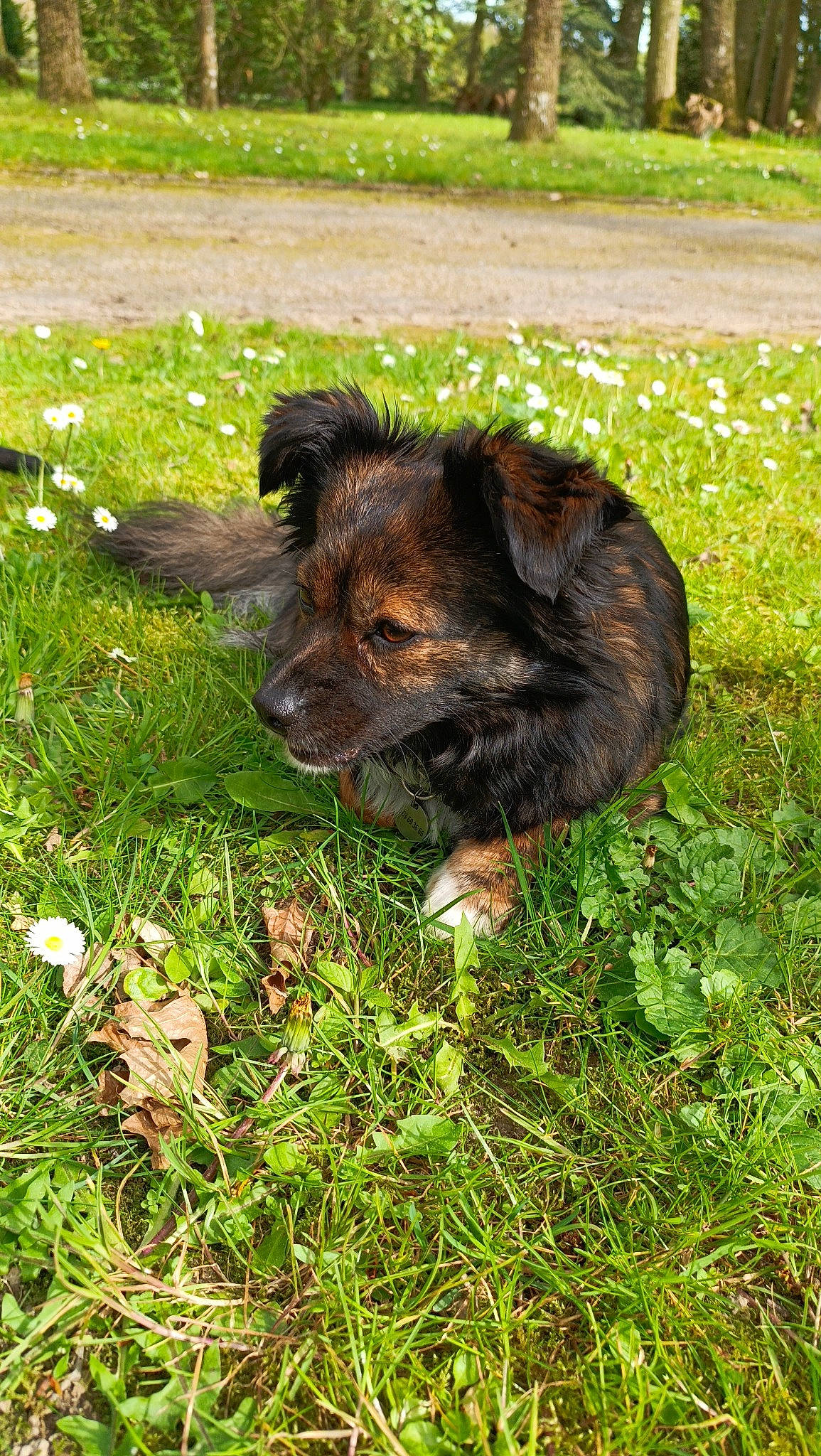 Shaymin participe au concours pour gagner de l'argent avec cette photo : canidae, carnivore, companion_dog, dog, dog_breed, fawn, fur, grass, grassland, groundcover, herbaceous_plant, liver, pasture, plant, puppy, snout, soil, sporting_group, terrestrial_animal, working_animal