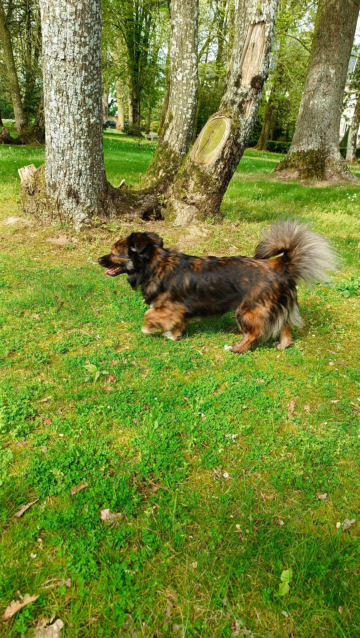 Shaymin a rejoint le concours — aidez-le/la à gagner de superbes lots ! canidae, carnivore, companion_dog, dog, dog_breed, grass, groundcover, guard_dog, old_german_shepherd_dog, plant, sporting_group, tail, tree, trunk, working_dog