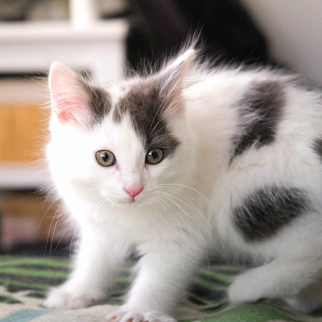 Perle participe au concours pour gagner de l'argent avec cette photo : animal, blanket, cat, closeup, curious, cute, domestic, feline, fur, gray, indoor, kitten, mammal, paw, pet, playful, soft, whiskers, white, young