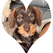 Altesse participe au concours pour gagner de l'argent avec cette photo : dog, puppy, face, heart_shape, brown, black, fur, ears, eyes, nose, pet, animal, closeup, portrait, indoor, couch, blanket, cozy, home, cute