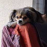Vanille participe au concours pour gagner de l'argent avec cette photo : dog, small_dog, resting, blanket, patterned_blanket, paw, fur, window, indoor, cozy, calm, light, expression, closeup, pet, animal, portrait, head, furniture, relaxing