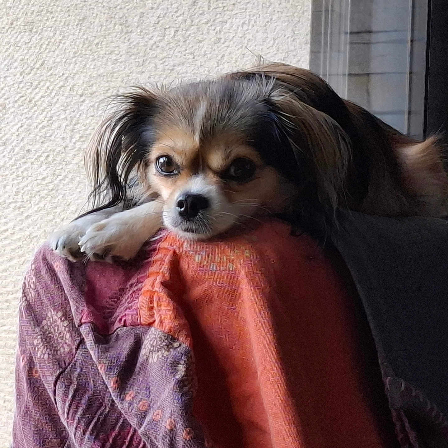 Vanille participe au concours pour gagner de l'argent avec cette photo : animal, blanket, calm, closeup, cozy, dog, expression, fur, furniture, head, indoor, light, patterned_blanket, paw, pet, portrait, relaxing, resting, small_dog, window