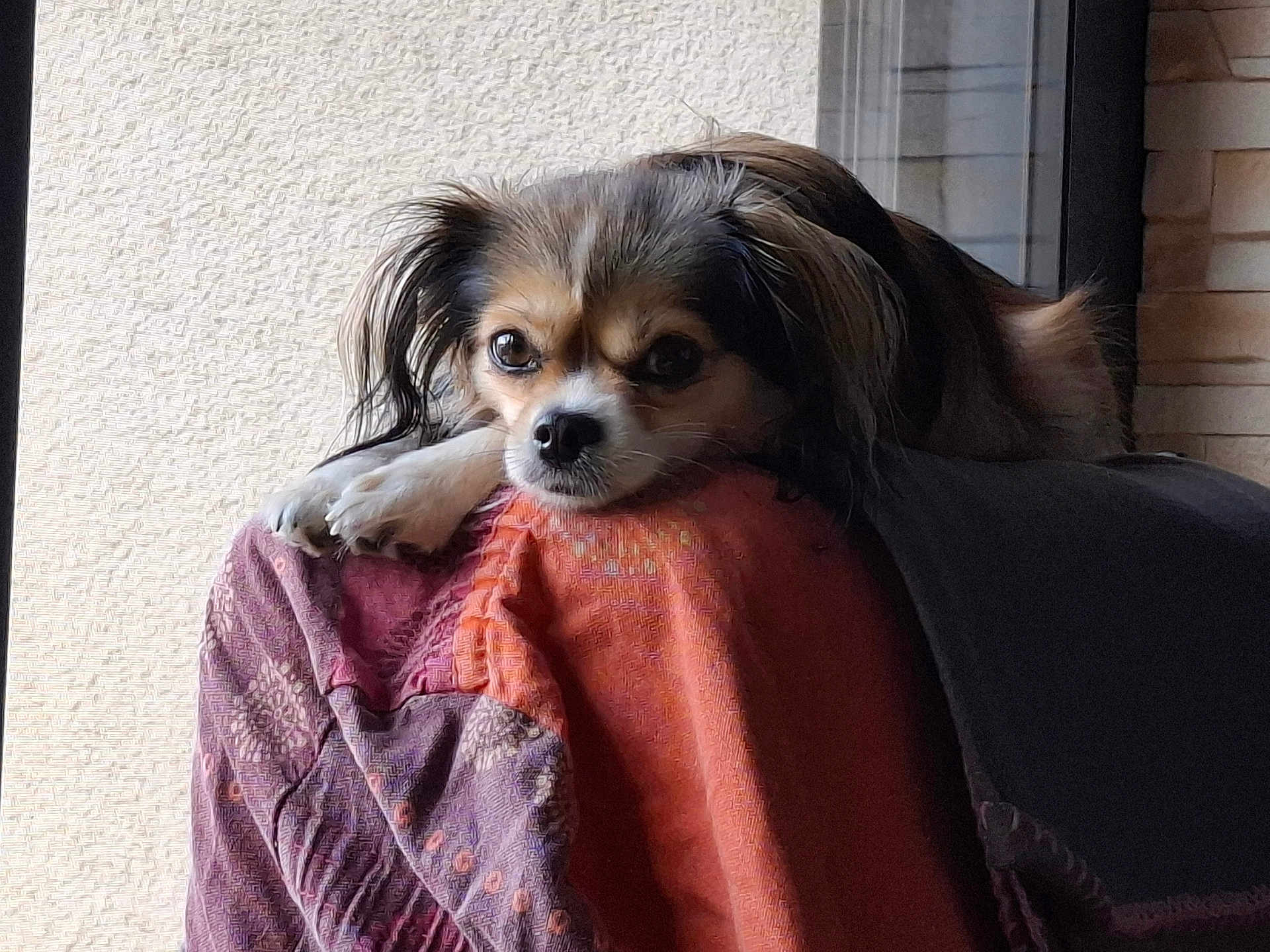 Vanille participe au concours pour gagner de l'argent avec cette photo : dog, small_dog, resting, blanket, patterned_blanket, paw, fur, window, indoor, cozy, calm, light, expression, closeup, pet, animal, portrait, head, furniture, relaxing