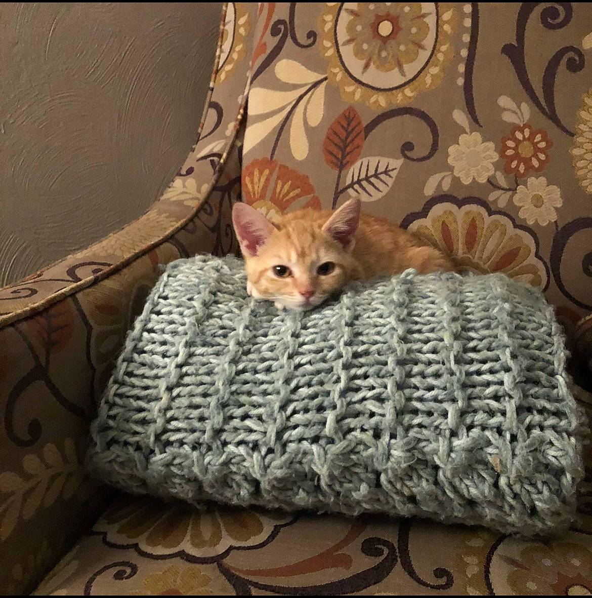 Max joined the competition — help win amazing prizes! bedding, carnivore, cat, cat_supply, chair, comfort, couch, fawn, felidae, floor, flooring, fur, linens, rectangle, room, small_to_medium_sized_cats, tail, textile, whiskers, wood