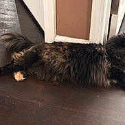 Purrscylla Oneshoe is registered to the contest to win money with this photo: cat, tortoiseshell, fluffy, indoor, floor, doorframe, curious, pet, animal, feline, resting, long_hair, brown, black, orange, paw, whiskers, ears, side_view, domestic