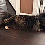 cat, tortoiseshell, fluffy, indoor, floor, doorframe, curious, pet, animal, feline, resting, long_hair, brown, black, orange, paw, whiskers, ears, side_view, domestic