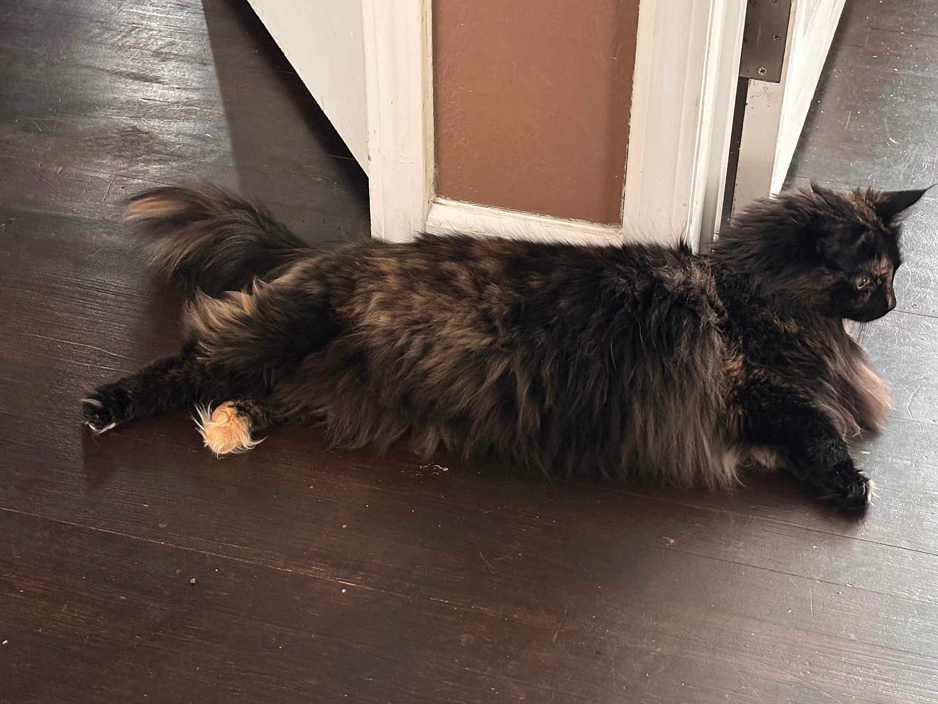 Purrscylla Oneshoe is registered to the contest to win money with this photo: cat, tortoiseshell, fluffy, indoor, floor, doorframe, curious, pet, animal, feline, resting, long_hair, brown, black, orange, paw, whiskers, ears, side_view, domestic