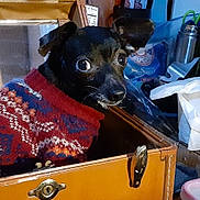 Casper Boo is registered to the contest to win money with this photo: auto_part, automotive_exterior, box, canidae, car_seat, carnivore, collar, companion_dog, dog, dog_breed, dog_collar, dog_supply, fawn, fur, guard_dog, motor_vehicle, snout, sporting_group, toy_dog, working_animal