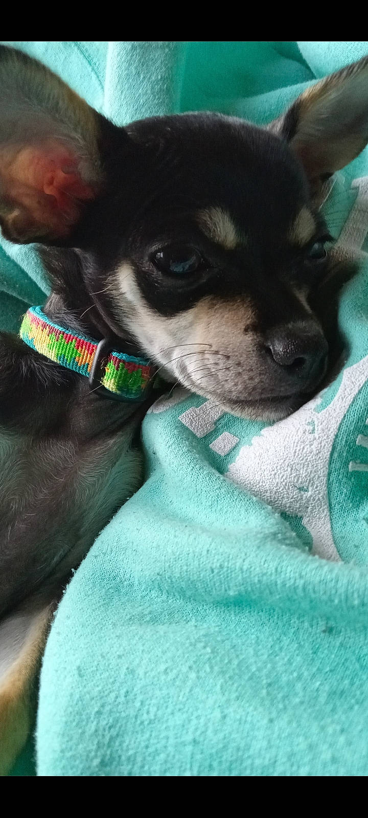 Jack Sparrow is registered to the contest to win money with this photo: accessories, animal, blanket, bulldog, canine, chihuahua, collar, dog, frenchbulldog, homedecor, hound, husky, linen, pet, puppy, strap, terrier, towel