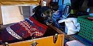 Casper Boo joined the competition — help win amazing prizes! auto_part, automotive_exterior, box, canidae, car_seat, carnivore, collar, companion_dog, dog, dog_breed, dog_collar, dog_supply, fawn, fur, guard_dog, motor_vehicle, snout, sporting_group, toy_dog, working_animal