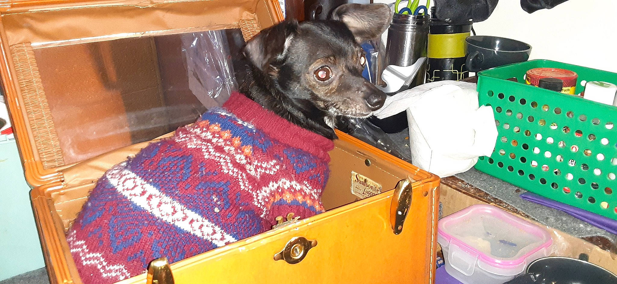 Casper Boo is registered to the contest to win money with this photo: auto_part, baggage, bottle, box, canidae, carnivore, collar, companion_dog, dog, dog_breed, dog_supply, event, guard_dog, linens, non_sporting_group, pet_supply, plastic, shipping_box, sporting_group, toy_dog