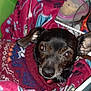 Casper Boo is registered to the contest to win money with this photo: canidae, carnivore, collar, companion_dog, dog, dog_breed, dog_supply, ear, fawn, fur, guard_dog, magenta, non_sporting_group, pattern, paw, snout, sporting_group, toy_dog, whiskers, working_animal