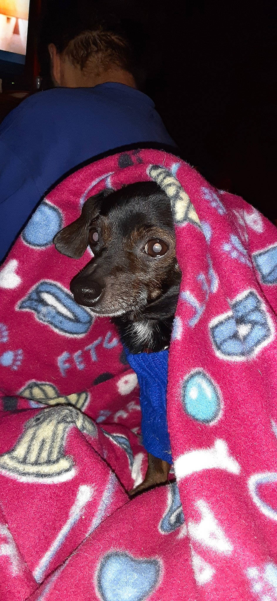 Casper Boo joined the competition — help win amazing prizes! canidae, carmine, carnivore, collar, companion_dog, dog, dog_breed, dog_supply, electric_blue, fur, linens, pattern, pet_supply, rug, sleeve, snout, sporting_group, terrestrial_animal, toy_dog, working_animal