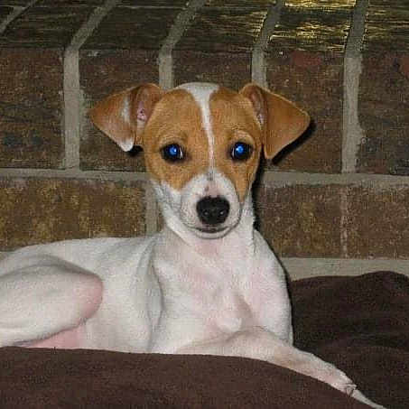 Daisy