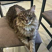 Sonya is registered to the contest to win money with this photo: cat, fluffy, gray_tabby, green_eyes, chair, cushion, indoor, floor, tile_floor, furniture, pet, animal, relaxed, paw, portrait, domestic_cat, looking_at_camera, whiskers, fur, cute