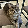 cat, fluffy, gray_tabby, green_eyes, chair, cushion, indoor, floor, tile_floor, furniture, pet, animal, relaxed, paw, portrait, domestic_cat, looking_at_camera, whiskers, fur, cute