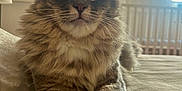 Sonya joined the competition — help win amazing prizes! cat, fluffy, indoor, bed, soft, yellow_eyes, feline, pet, relaxed, close_up, portrait, whiskers, paws, fur, curtains, natural_light, cozy, animal, mammal, domestic