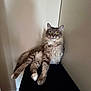 Sonya is registered to the contest to win money with this photo: cat, tabby, gray_cat, yellow_eyes, fluffy, pet, animal, lounging, indoor, feline, curious, relaxed, resting, whiskers, paws, fur, wall, dark_surface, portrait, domestic_animal