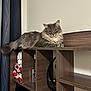 Sonya joined the competition — help win amazing prizes! cat, furniture, shelf, teddy_bear, book, indoor, gray_cat, fluffy_cat, wood, decor, curtain, pet, animal, cozy, relaxed, feline, domestic_cat, cute, home, resting