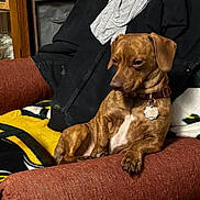 Chipper joined the competition — help win amazing prizes! animal, blanket, brown_dog, clothing, collar, couch, cozy, dog, fabric, furniture, home, indoor, jacket, looking_away, paw, pet, relaxed, resting, seated, tag