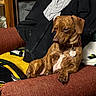 animal, blanket, brown_dog, clothing, collar, couch, cozy, dog, fabric, furniture, home, indoor, jacket, looking_away, paw, pet, relaxed, resting, seated, tag