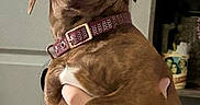 Chipper is registered to the contest to win money with this photo: accessories, animal, beagle, boxer, bulldog, canine, collar, dog, face, fireplace, head, hound, indoors, labradorretriever, person, pet, pitbull, pointer, puppy, snout