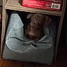 animal, basket, blur, brown, cozy, cute, dim_lighting, dog, fabric, floor, furniture, home, indoor, looking, pet, puppy, red_box, sitting, small, wooden_shelf