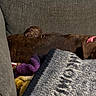 Bear Bear joined the competition — help win amazing prizes! dog, puppy, brown_dog, couch, blanket, sleeping, pet, indoor, cozy, resting, pink_collar, plush_toy, home, furniture, animal, cute, two_dogs, companion, nap, relaxation