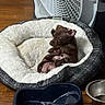 Bear Bear joined the competition — help win amazing prizes! puppy, dog, pet_bed, fluffy, small_dog, cozy, wooden_floor, fan, water_bowl, food_bowl, indoor, resting, cute, sleepy, brown_dog, domestic_animal, animal, companion, household, relaxing