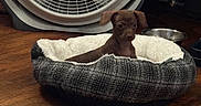 Bear Bear joined the competition — help win amazing prizes! puppy, dog_bed, floor, fan, wooden_floor, indoor, pet, small_dog, brown_dog, cozy, household_items, video_games, stack, metal_bowl, carpet, patterned_rug, furniture, alert, cute, domestic