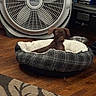 alert, brown_dog, carpet, cozy, cute, dog_bed, domestic, fan, floor, furniture, household_items, indoor, metal_bowl, patterned_rug, pet, puppy, small_dog, stack, video_games, wooden_floor