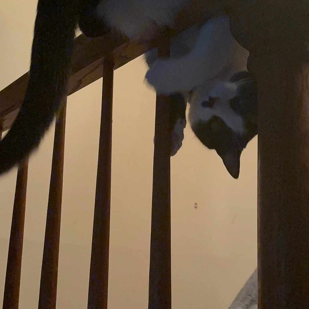 Benji joined the competition — help win amazing prizes! acrobatic, animal, balcony, black_and_white, carpet, cat, climbing, curious, feline, hanging, house, indoor, pet, playful, quiet, railing, stairs, upside_down, wood, wooden_railing