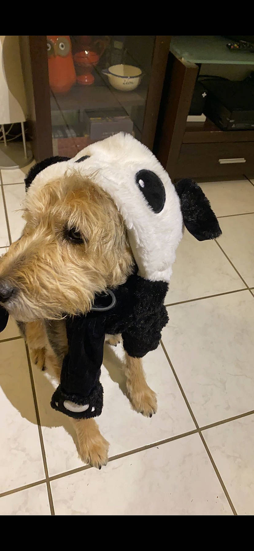 Alphonse participe au concours pour gagner de l'argent avec cette photo : canidae, carnivore, cockapoo, companion_dog, dog, dog_breed, dog_clothes, fur, goldendoodle, irish_soft_coated_wheaten_terrier, mammal, non_sporting_group, old_english_sheepdog, puppy, rare_breed_dog, sealyham_terrier, snout, sporting_group, sporting_lucas_terrier, terrier