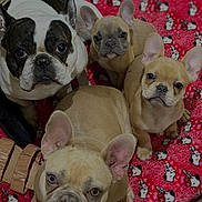 Cairo Egypt joined the competition — help win amazing prizes! french_bulldog, puppy, dog, dogs, blanket, red_blanket, cartoon_pattern, close_up, portrait, looking_up, ears, wrinkled_face, indoor, pet, family, paw, snout, adorable, cute, group