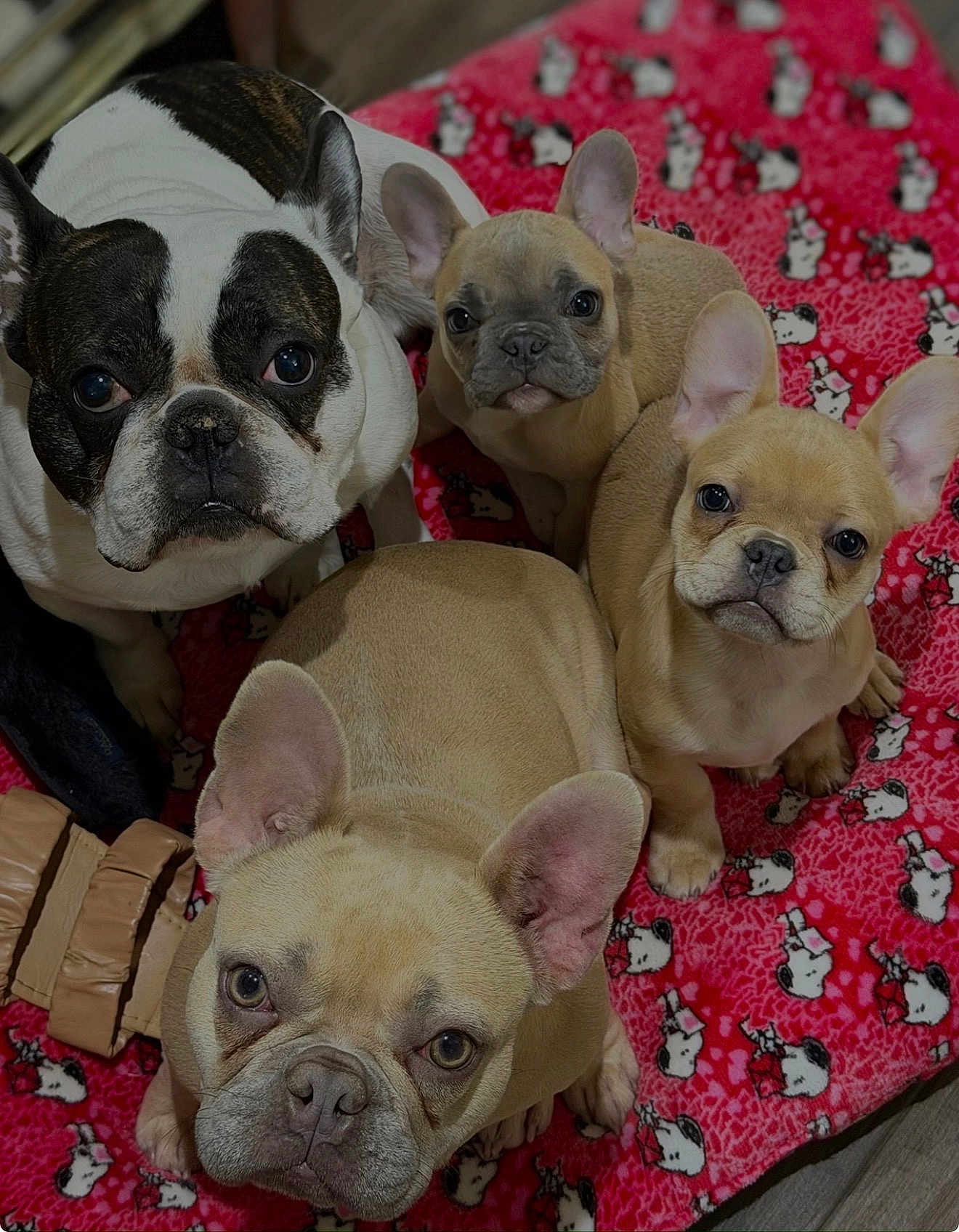 Cairo Egypt joined the competition — help win amazing prizes! french_bulldog, puppy, dog, dogs, blanket, red_blanket, cartoon_pattern, close_up, portrait, looking_up, ears, wrinkled_face, indoor, pet, family, paw, snout, adorable, cute, group