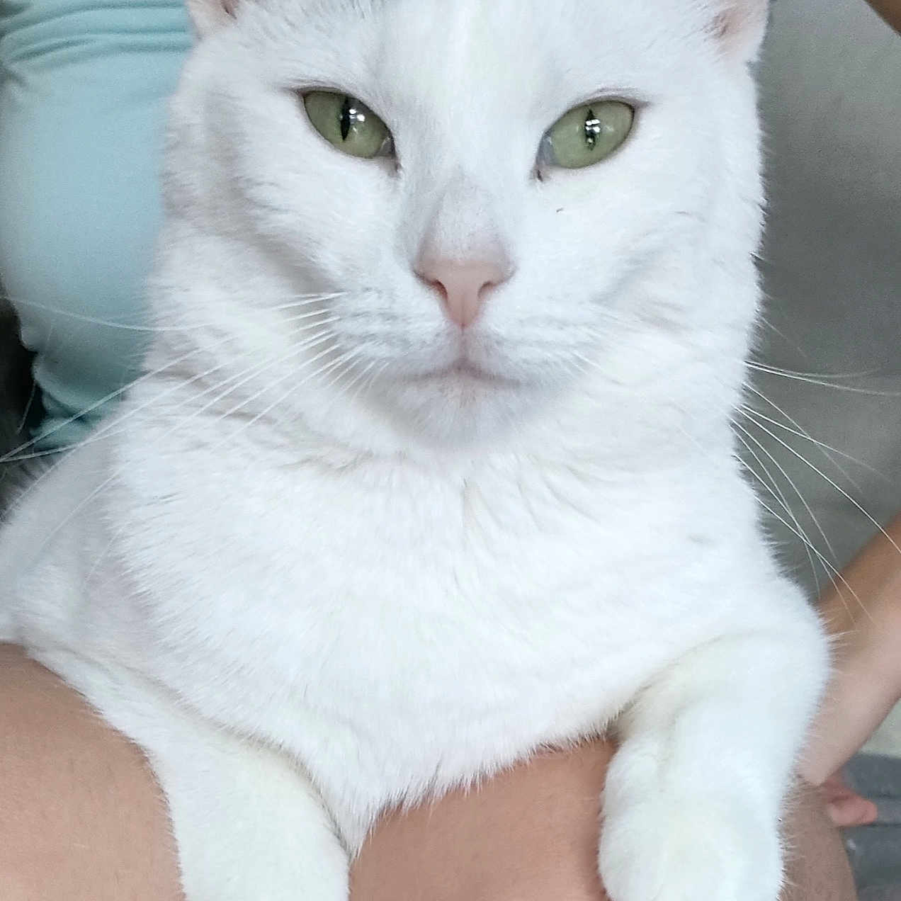 Praline participe au concours pour gagner de l'argent avec cette photo : abyssinian, angora, animal, bodypart, cat, chair, citrusfruit, face, furniture, head, kitten, manx, mouth, person, pet, photography, portrait, siamese, sleeping, white