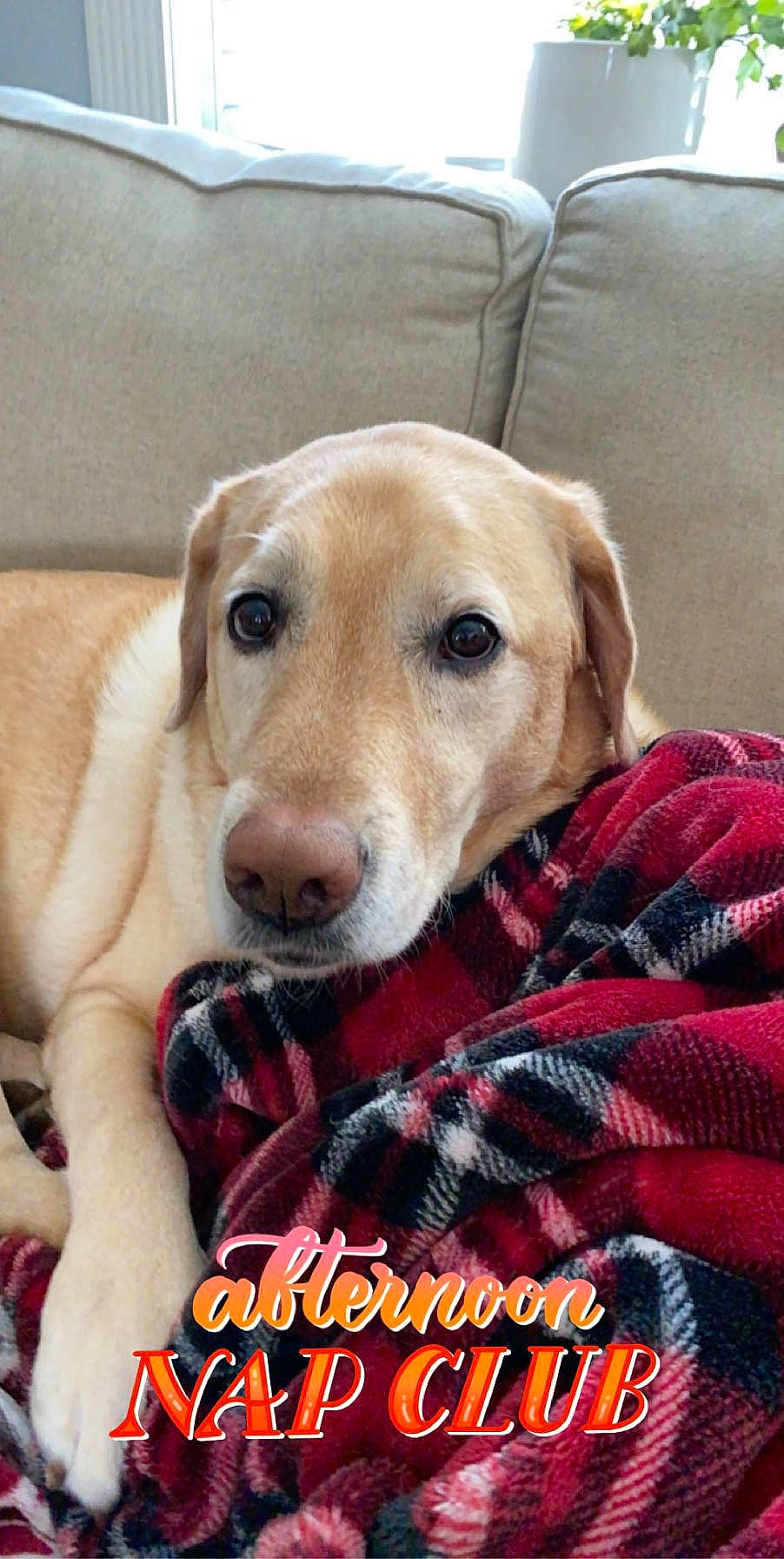 Dallas is registered to the contest to win money with this photo: beagador, canidae, carnivore, companion_dog, dog, dog_breed, fawn, labrador_retriever, mammal, nose, photo_caption, puppy, puppy_love, retriever, snout, sporting_group, vertebrate, whiskers