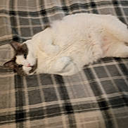 Crescent joined the competition — help win amazing prizes! animal, cat, cozy, cute, domestic_animal, ears, feline, fur, gray_cat, indoor, lying_down, paws, pet, plaid_blanket, relaxed, resting, sleepy, soft, whiskers, white_cat