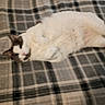 animal, cat, cozy, cute, domestic_animal, ears, feline, fur, gray_cat, indoor, lying_down, paws, pet, plaid_blanket, relaxed, resting, sleepy, soft, whiskers, white_cat