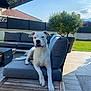 animal, backyard, calm, cushion, dog, fence, grass, outdoor, patio, pet, potted_plant, relaxed, sky, sofa, sunny, table, tree, umbrella, white_dog, wooden_table