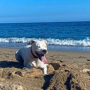 Rita a rejoint le concours — aidez-le/la à gagner de superbes lots ! animal, beach, canine, collar, dog, happy, nature, ocean, outdoor, pet, playful, relaxing, sand, shore, sky, summer, sunlight, tongue, water, waves