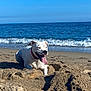 animal, beach, canine, collar, dog, happy, nature, ocean, outdoor, pet, playful, relaxing, sand, shore, sky, summer, sunlight, tongue, water, waves
