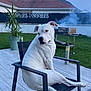 Rita a rejoint le concours — aidez-le/la à gagner de superbes lots ! backyard, chair, cloudy, curious_expression, dog, fence, grass, grill, house, modern_furniture, mountain, outdoor, patio, plant, potted_plant, sky, smoke, tail, white_dog, wood_flooring