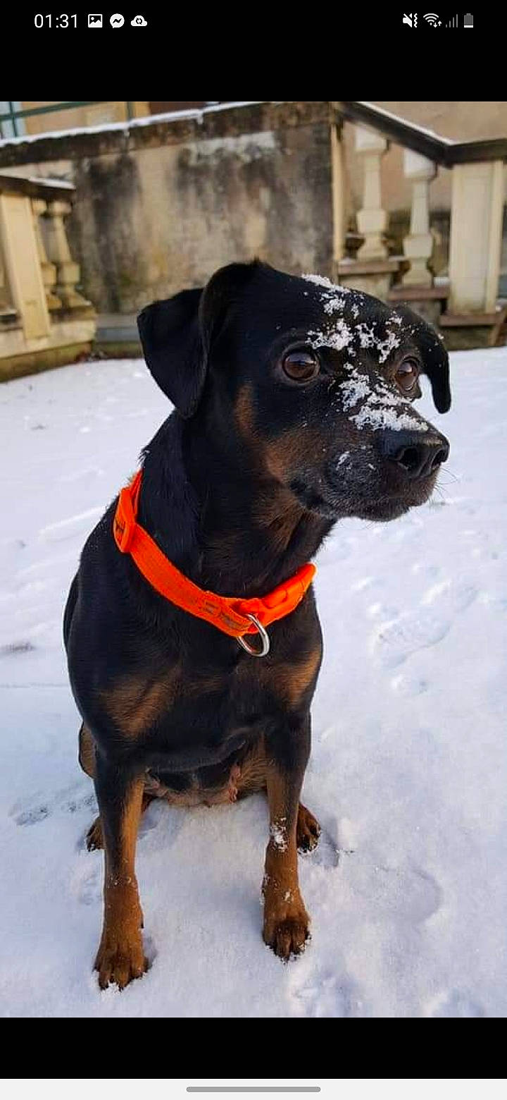 Myssi a rejoint le concours — aidez-le/la à gagner de superbes lots ! canidae, carnivore, collar, companion_dog, dog, dog_breed, dog_collar, dog_supply, fashion_accessory, fawn, fur, guard_dog, leash, liver, pet_supply, snout, snow, whiskers, working_animal, working_dog