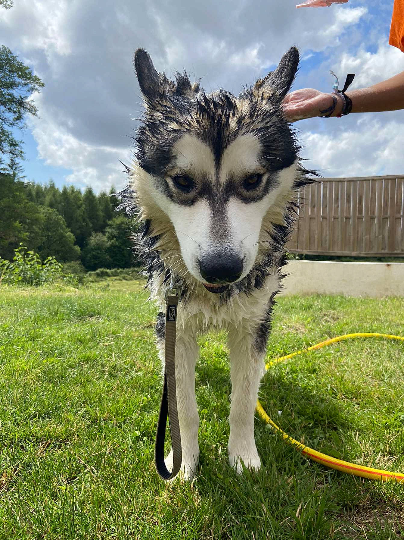 Drogo participe au concours pour gagner de l'argent avec cette photo : canidae, carnivore, cloud, companion_dog, dog, dog_breed, electric_blue, fawn, fox, fur, grass, plant, sky, snout, sporting_group, tail, terrestrial_animal, tree, whiskers, wildlife