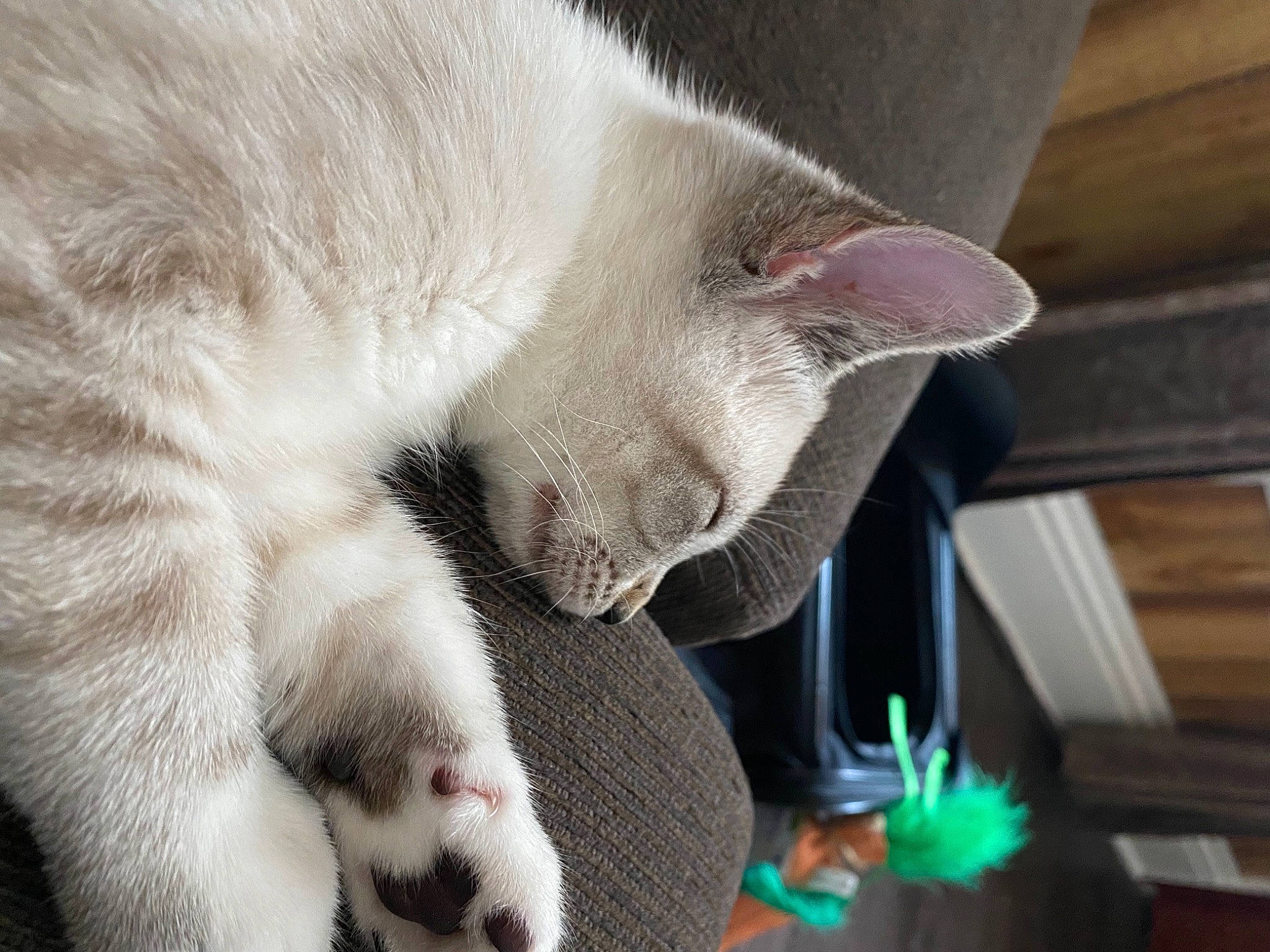 Jax joined the competition — help win amazing prizes! carnivore, cat, cat_supply, claw, collar, comfort, domestic_short_haired_cat, fang, felidae, fur, nap, paw, small_to_medium_sized_cats, snout, tail, terrestrial_animal, whiskers