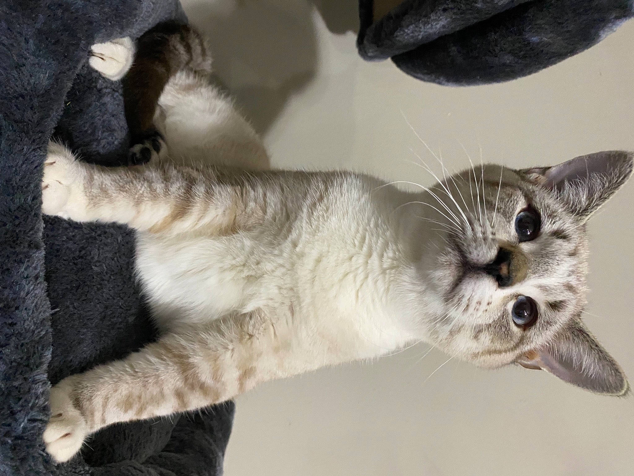 Jax joined the competition — help win amazing prizes! carnivore, cat, claw, domestic_short_haired_cat, fawn, felidae, fur, paw, small_to_medium_sized_cats, snout, tail, terrestrial_animal, whiskers, wildlife, window