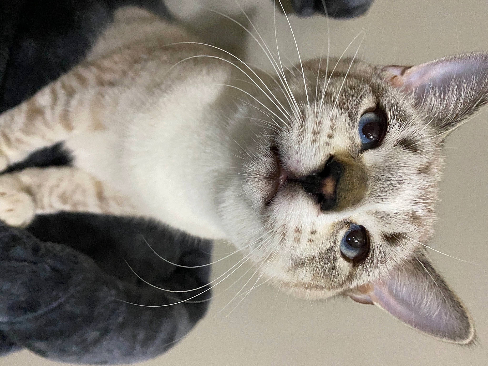 Jax is registered to the contest to win money with this photo: carnivore, cat, claw, domestic_short_haired_cat, door, felidae, fur, paw, small_to_medium_sized_cats, snout, terrestrial_animal, whiskers