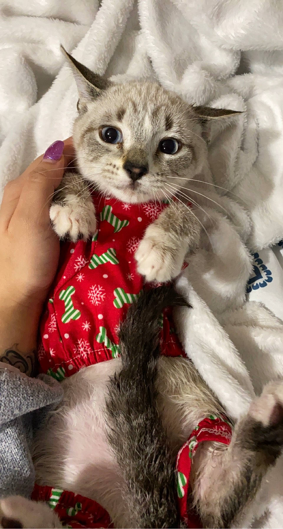 Jax joined the competition — help win amazing prizes! carnivore, cat, christmas, claw, comfort, domestic_short_haired_cat, event, fashion_accessory, fawn, felidae, fur, hat, holiday, lap, pattern, plant, small_to_medium_sized_cats, terrestrial_animal, tie, whiskers